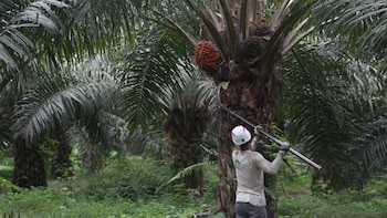 La palma aceitera formal desplaza a la coca y da empleo a más de 22 mil personas en la Amazonía peruana