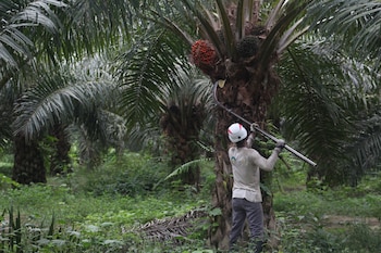Un hombre con casco blanco y guantes cosecha frutos de palma aceitera con una herramienta de mango largo en una plantación, con vegetación verde en el suelo