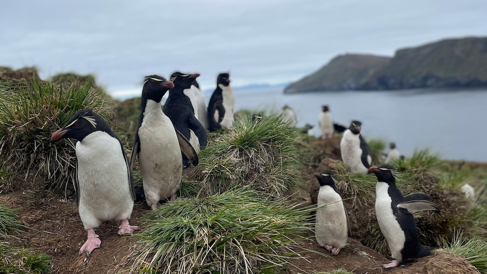 Pingüinos en peligro: la especie de penacho amarillo que lucha por sobrevivir en Sudamérica