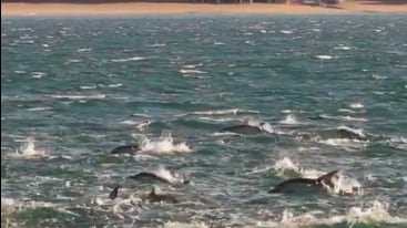Más de 500 delfines sorprenden en Las Grutas: el espectáculo marino viral