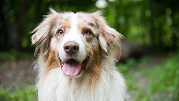 Los perros podrían aprender palabras
