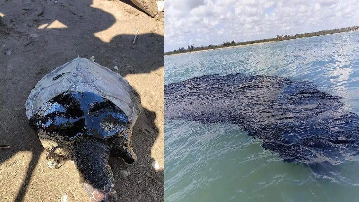 Las consecuencias del desastre resaltan el valor de conservar un ecosistema fundamental para la protección costera y la economía local. (Foto: Facebook / Juan Carlos Atzin Calderón)