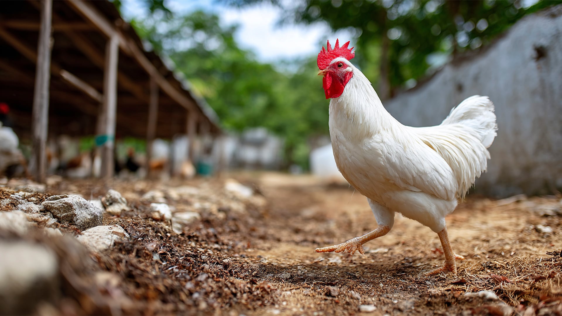 Gallos y gallinas están entre las aves domésticas más susceptibles a contrraer el virus
(Imagen Ilustrativa Infobae)