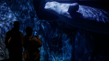 Las 30 belugas de Marineland Canadá se salvan de la eutanasia y dos de ellas se preparan para ser trasladadas a España