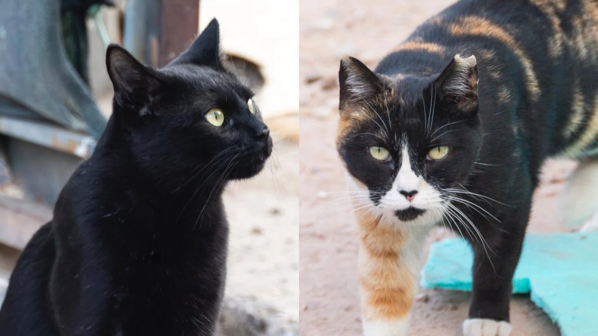 Dos de los gatos que buscan hogar en Leganés a través de Ayúdanos a Ayudar Gatos. (José Enriquez/Cedida)