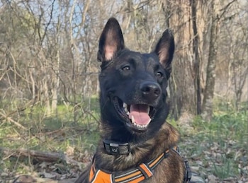 Un perro de pelaje oscuro y orejas erguidas lleva un arnés naranja y un collar negro entre los árboles de un bosque