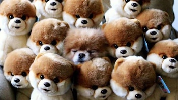 Perros, gatos y leones conmovieron