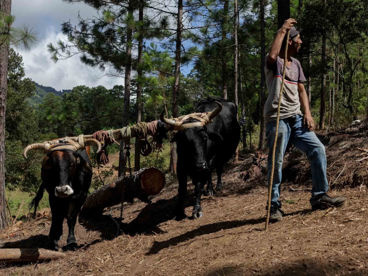 Para las organizaciones participantes, la economía indígena no es un modelo nuevo, sino un sistema construido durante generaciones alrededor de la producción, el territorio, los conocimientos y la vida comunitaria. Cortesía