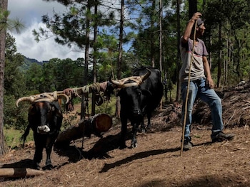 Para las organizaciones participantes, la economía indígena no es un modelo nuevo, sino un sistema construido durante generaciones alrededor de la producción, el territorio, los conocimientos y la vida comunitaria. Cortesía