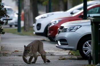 Un puma apareció caminando libremente