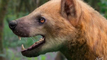 Descubren en Barcelona una nueva especie extinta de “perro-oso” que vivió hace 16 millones de años: era un cazador rápido
