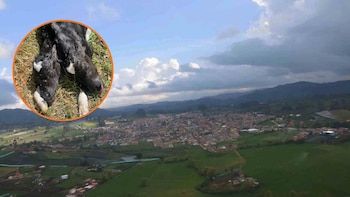 En La Unión, Antioquia nació una ternera de dos cabezas