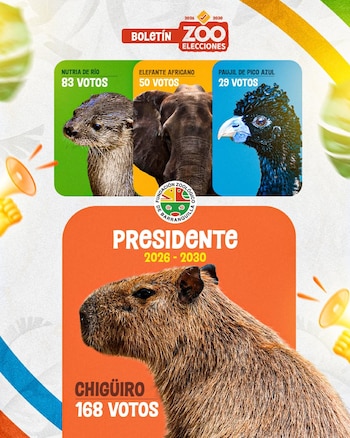 El escrutinio final registró 331 votos, con el chigüiro en primer lugar, seguido por la nutria de río, el elefante africano y el paujil de pico azul. - crédito @zoobaq/Instagram