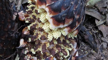 Primer plano de una estructura vegetal con escamas oscuras, puntas marrones y numerosas formaciones amarillas pequeñas, sobre tierra con hojas secas