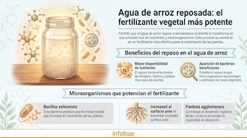 Infografía que muestra un frasco con arroz y agua, rodeado de microorganismos, moléculas y representaciones de nutrientes y raíces de plantas.