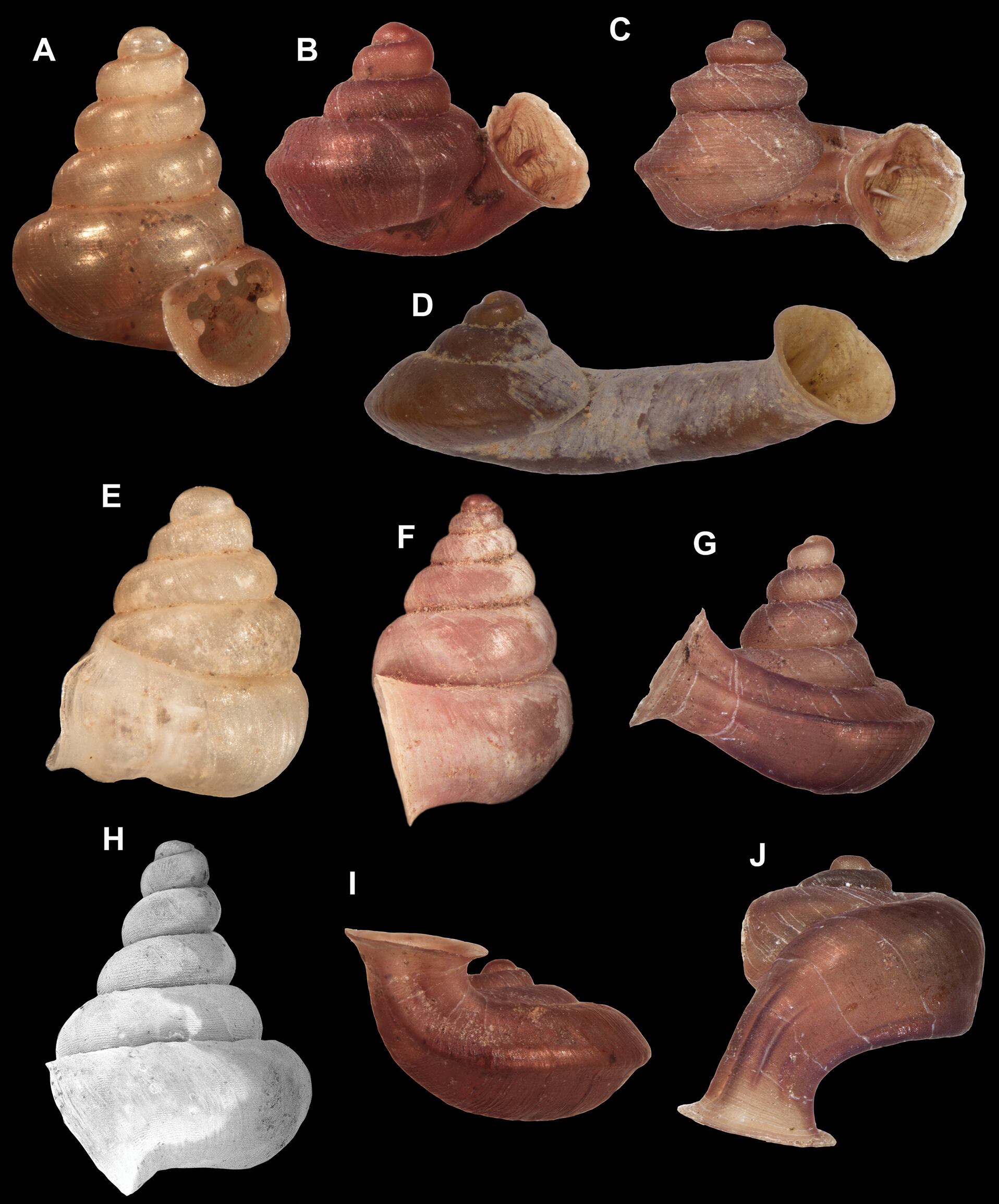 El estudio subraya las amenazas ambientales que ponen en peligro hábitats únicos, afectando a especies recién descubiertas en la región—(Zookeys)
