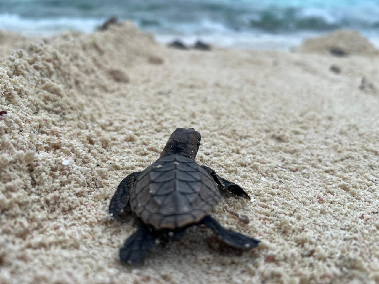 La protección de nidos y la actividad de escolta aumentan la supervivencia de neonatos, enfrentando la alta mortalidad natural de las tortugas marinas - crédito prensa Armada de Colombia