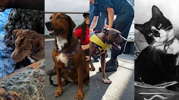 Estos canino y Sam el