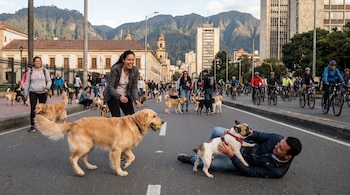 Vista de una concurrida ciclovía en Bogotá con personas y numerosos perros jugando. Un golden retriever corre con una pelota y un bulldog francés es cargado por un hombre.