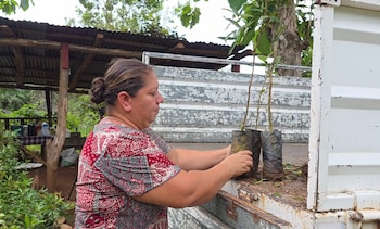 Cada árbol cultivado representa un aporte a la conservación ambiental y una oportunidad de ingreso para jefas de hogar que trabajan en viveros comunitarios. Cortesía: Coopesantos