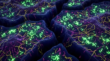 Relieve microscópico oscuro con fisuras, cubierto por líneas delgadas amarillas y rosadas con cúmulos de microorganismos verdes brillantes.