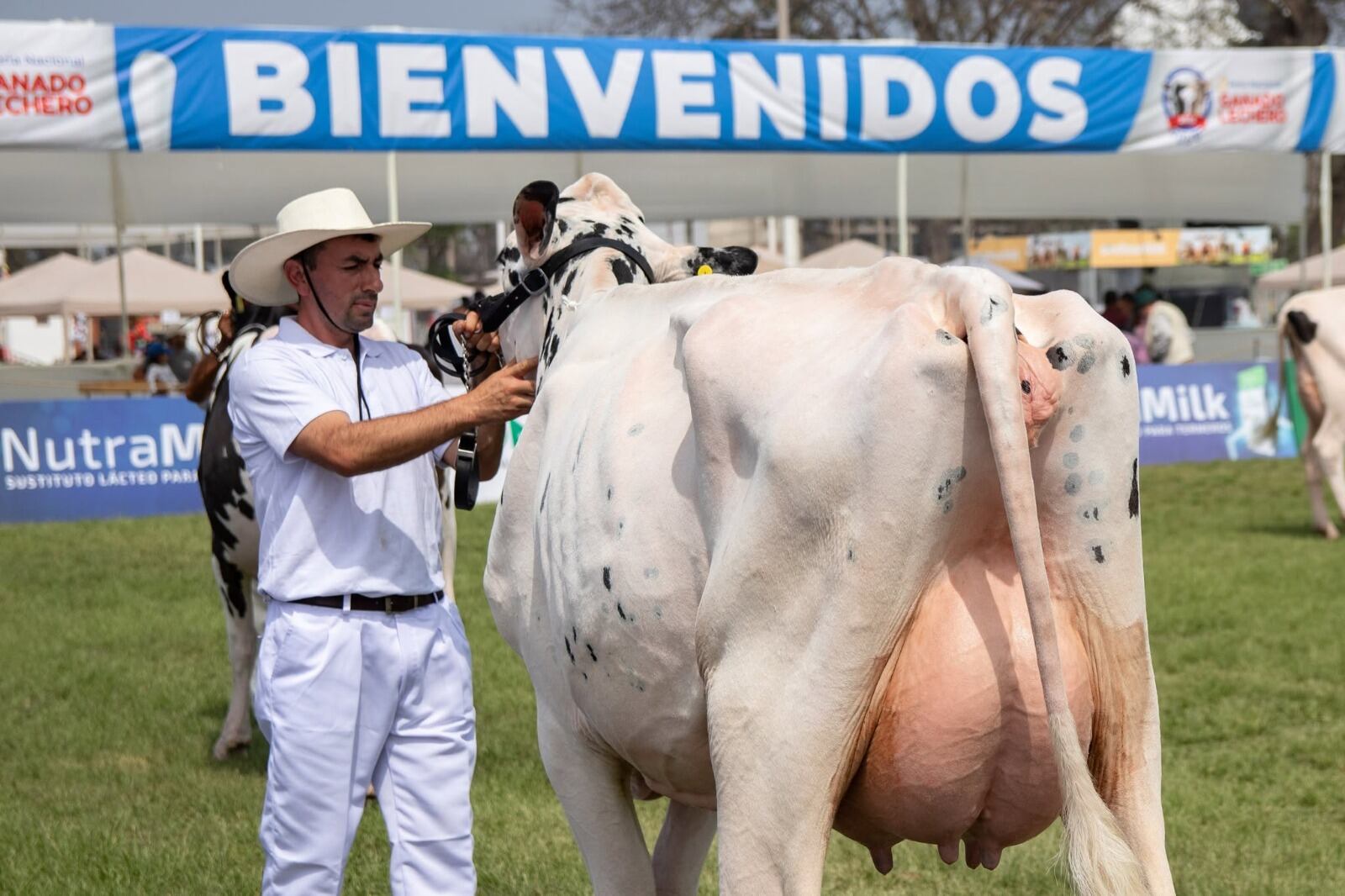La XII Feria Nacional de Ganado Lechero se realizará en Mamacona, Lurín, para reunir a criadores y especialistas de la ganadería lechera peruana.