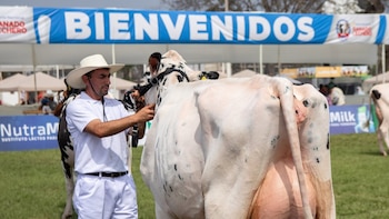 Producción de leche en Perú podría caer 25% por temperaturas extremas: organizan feria ganadera para abordar problemática