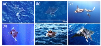 Mosaico de seis imágenes etiquetadas de la a a la f que muestra mantarrayas en la superficie y bajo el agua