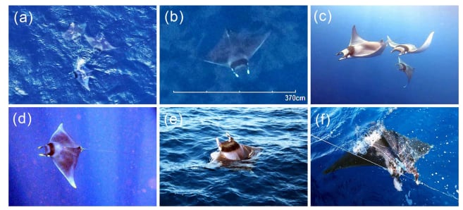El área entre isla Margarita y isla La Blanquilla, en Venezuela, surgió como una zona crítica para las rayas diablo y podría funcionar como hábitat reproductivo (Gentileza, estudio Distribución de tres especies de rayas mobúlidas, publicado en Endangered Species Research)