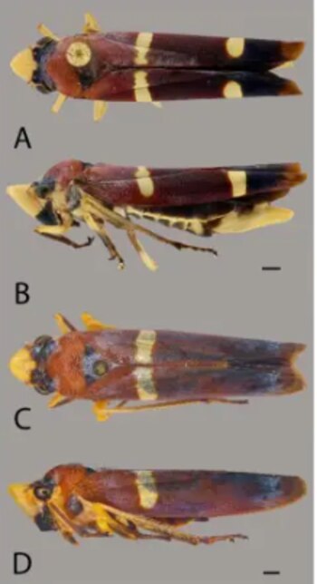 “Cuando encontramos el primer ejemplar