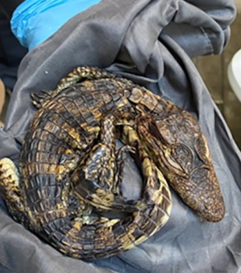 Una cría de caimán o cocodrilo de piel oscura y amarilla enrollada sobre un paño gris; en la parte superior izquierda se ve una mano con guante azul