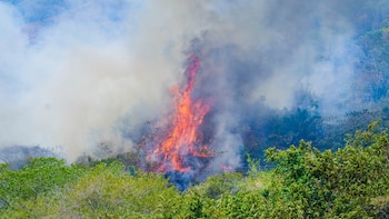 Actualmente, los municipios con incendios activos son once: Ortega, San Luis, Honda, Chaparral, Valle de San Juan, Alvarado, Herveo, Suárez, Armero Guayabal, Villahermosa, Villarrica y Ortega - crédito Gobernación del Tolima