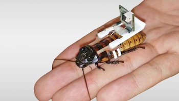 Las cucarachas cyborg combinan vida