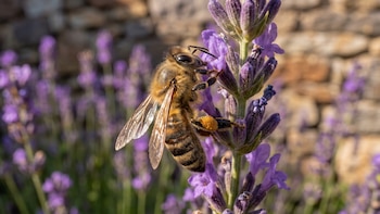 Por qué las abejas melíferas se volvieron un problema para los polinizadores silvestres en Reino Unido