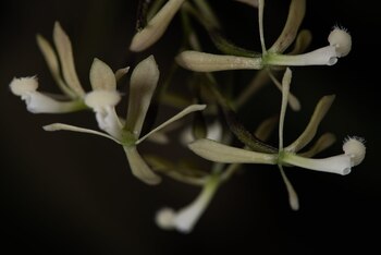 La orquídea Epidendrum medusichilum fue
