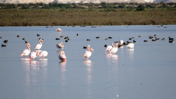 Las lluvias revitalizan Doñana, pero