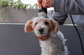 Los perros sienten desprotección frente