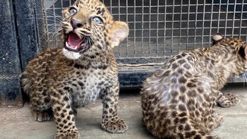 Los animales incautados como primates,