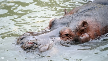 Murió “Hipólito”, el hipopótamo nacido