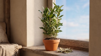 Planta de laurel en maceta de terracota y hojas secas sobre un alféizar de madera junto a una ventana.