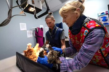 Mirage, la gata de la