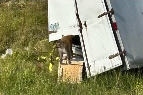 El camión que transportaba monos rhesus. (Departamento del Sheriff del Condado de Jasper)