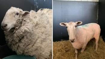 Sugar recibió un merecido cambio