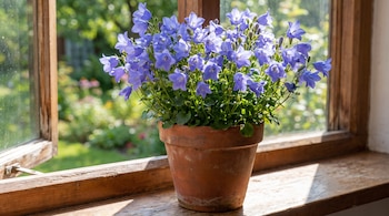 Maceta de arcilla con flores moradas sobre un alféizar de madera junto a una ventana abierta con marco de madera.
