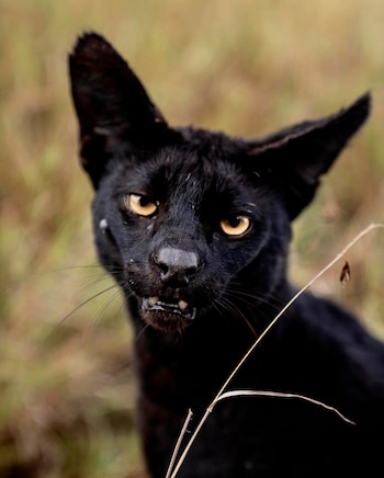 Um serval preto com pêlo escuro, olhos amarelos e boca ligeiramente aberta, mostrando os dentes. Fundo desfocado de planta seca
