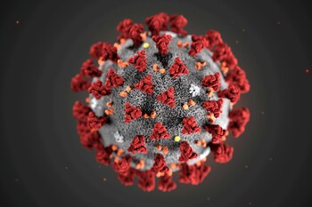 El coronavirus emergió a fines
