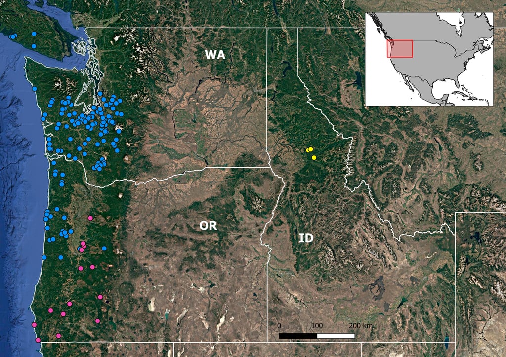 Científicos de la Universidad de Idaho identificaron la nueva especie de araña de embudo Hexura vandal en Kooskia (Gentileza, estudio: Oculta en el bosque: Una nueva especie de Hexura (Araneae, Mygalomorphae, Antrodiaetidae) procedente de una zona de distribución muy restringida en Idaho, publicado en ZooKeys)
