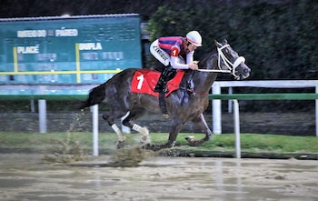 Jinete con uniforme rojo y azul montando un caballo marrón en una pista de carreras mojada, con agua y barro salpicando