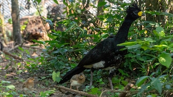 Los nacidos son las crías