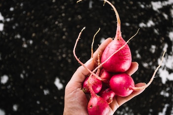 remolacha, cocina, alimento